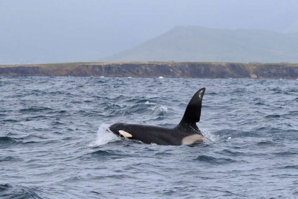 The Killer Whale spotted off the coast of Kerry. Photo by Richard Creagh