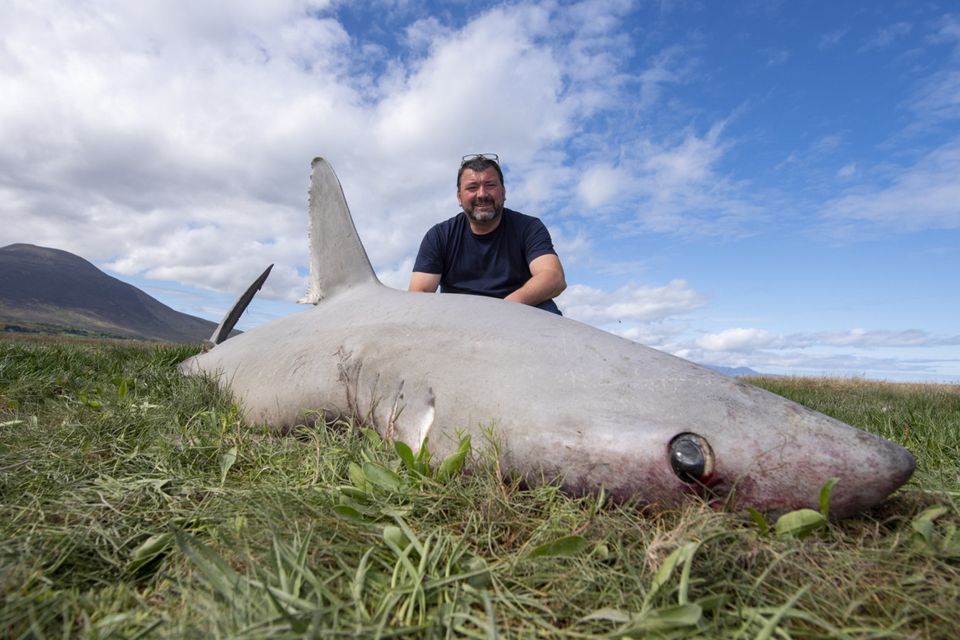 porbeagle sharks, Irish shark angling, Terrys travels