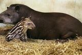 thumbnail: Rio, the Dublin Zoo tapir involved in an attack on a two-year-old girl, with her new calf