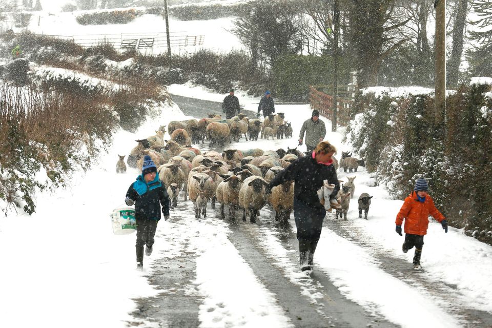 The Kavanagh family from Drumphea Co Carlow, move sheep from fields into shelter ahead of the arrival of storm Emma. Photo: Finbarr O'Rourke