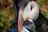 thumbnail: Climate change could force puffins' small-fish food source farther from their nesting sites. Photo: PA