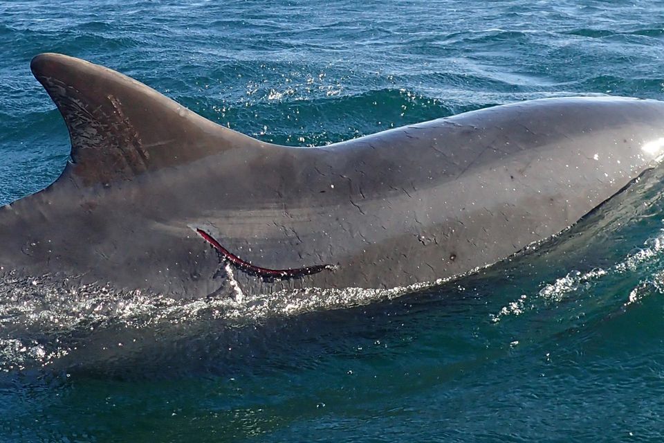 Friendly' Dolphin Dies After Being Hit By Boat