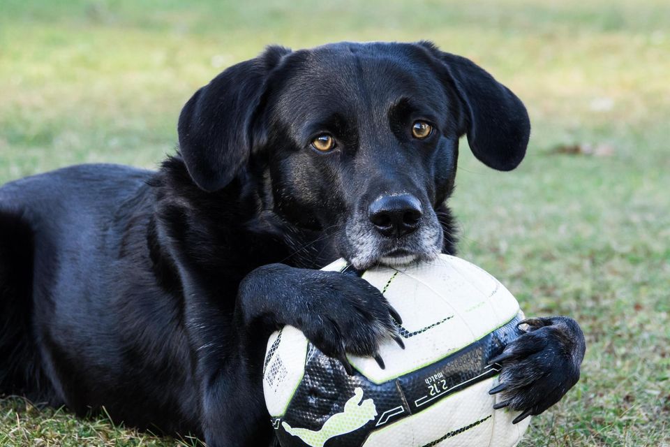 Independent store labrador rescue