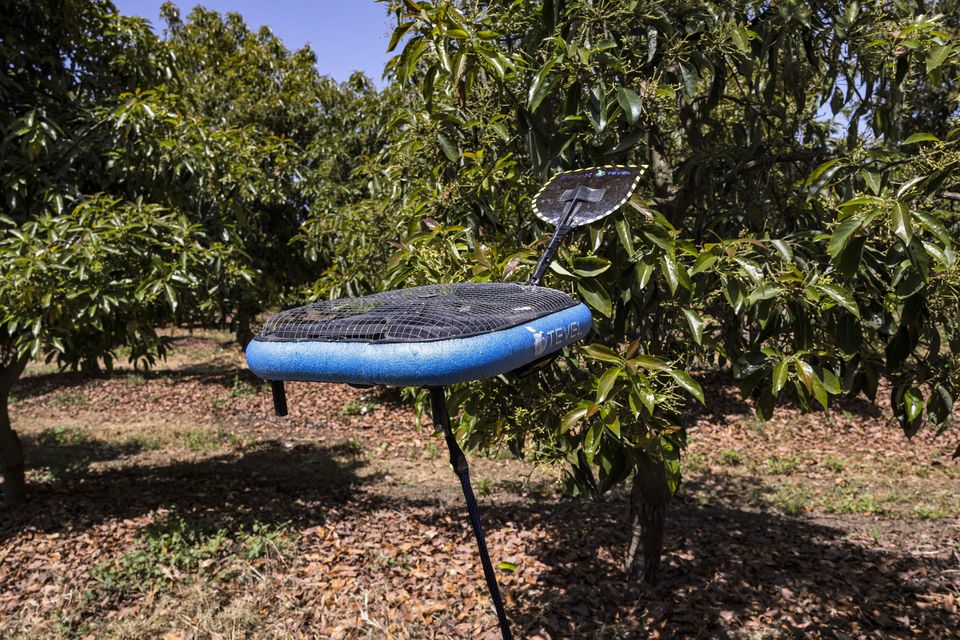 In this picture taken on April 24, 2023, a drone with a pollination device is used in a demonstration of avocado tree pollination at an orchard near Kibbutz Eyal in the centre of Israel. As climate change and global population growth pose ever greater challenges for agriculture. (Photo by MENAHEM KAHANA / AFP) (Photo by MENAHEM KAHANA/AFP via Getty Images)