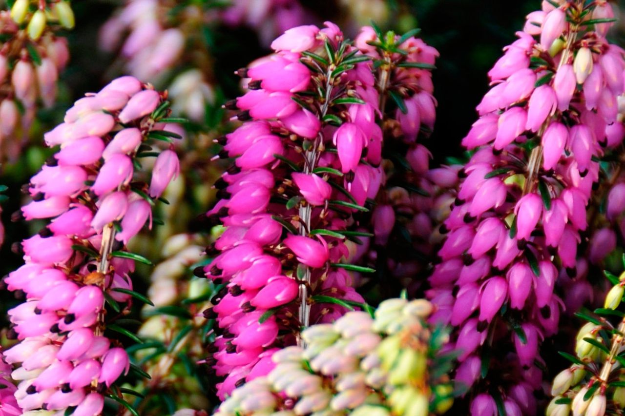 Winter heathers shine with the right planting strategy