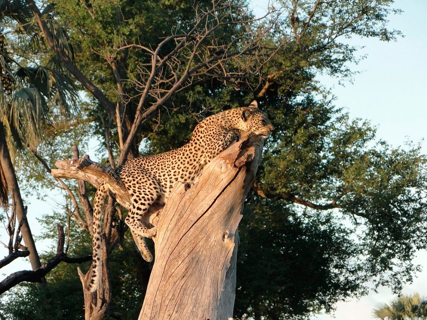 A leopard, photographed by Rachel in Botswana