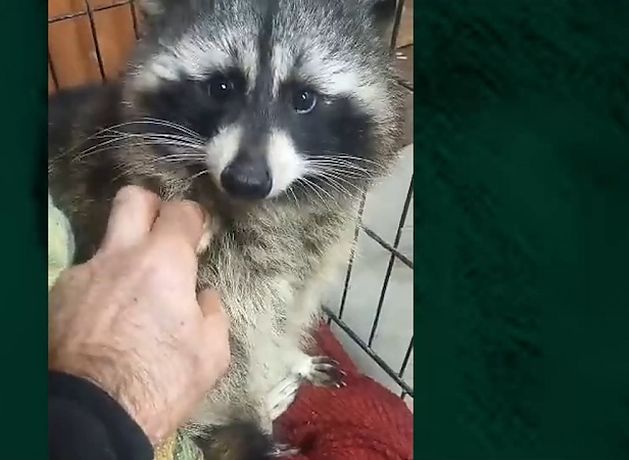 Runaway racoon in Co Wexford is finally captured with the help of a chocolate bar