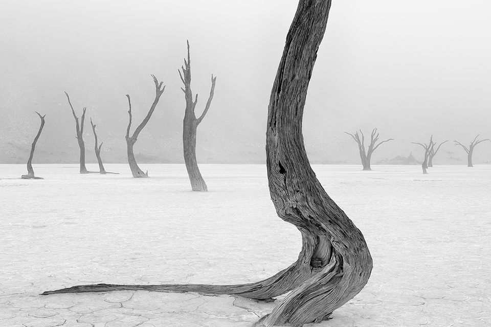 Deadvlei, Namib Naukluft National Park, Namibia. This photo won the 'Earth, Air, Fire, Wind, Water' category. Photo: Marsel van Oosten/TPOTY 2014