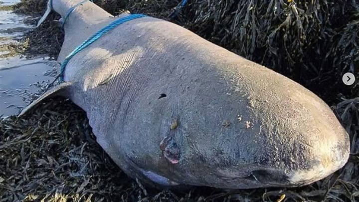Greenland shark stranding in Sligo gives researchers rare opportunity to study ‘living fossil’