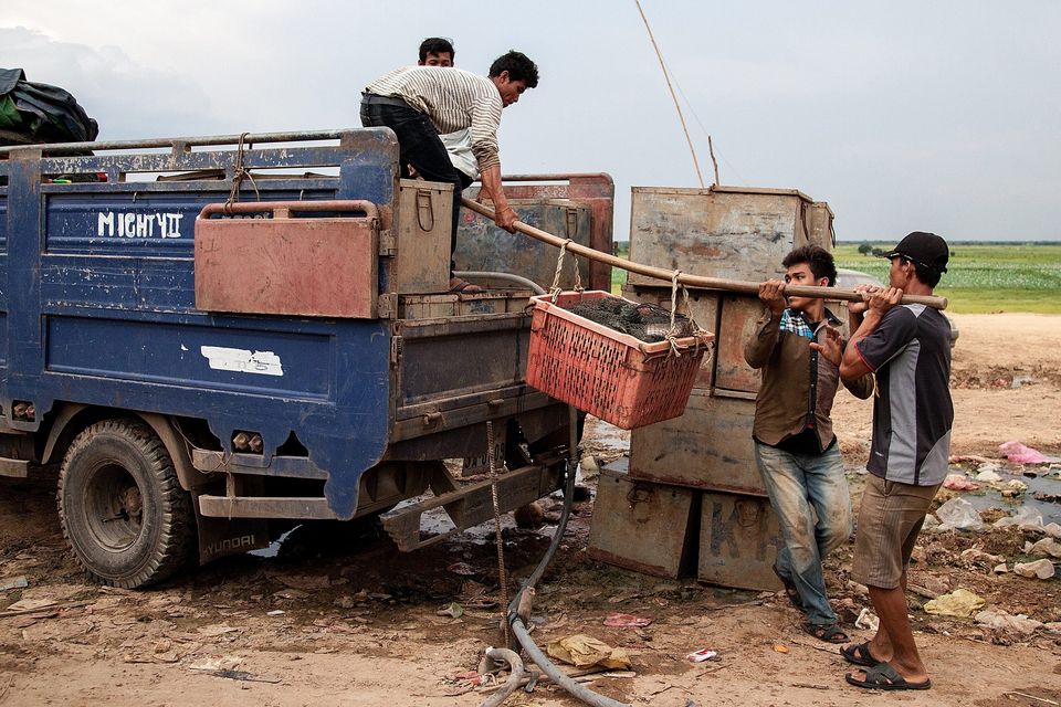 A group of young former fishermen carry fish boxes into a truck