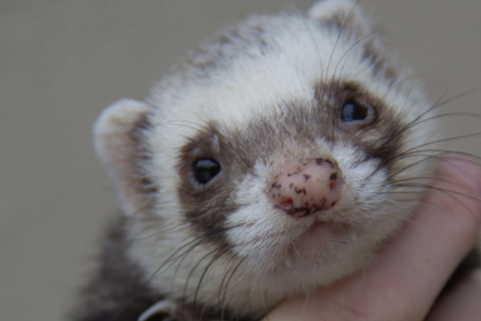 Ferret doctors near store me