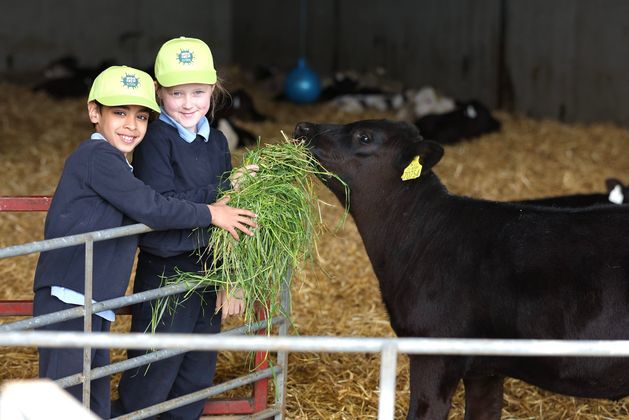 Research finds 56pc of schoolchildren have not seen cow being milked as hundreds visit Wicklow dairy farm