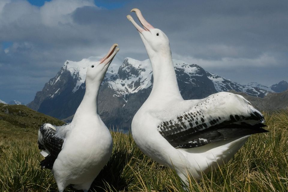 The iconic wandering albatross (pictured) is in danger of becoming locally extinct on Marion Island as mice target the majestic birds. Photo: Getty Images