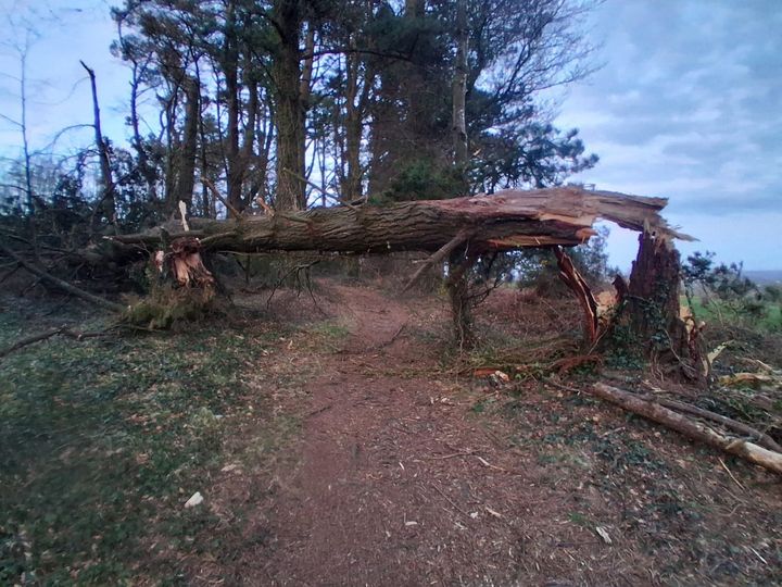 Wexford people told to avoid forest area after Storm Dave causes tree damage