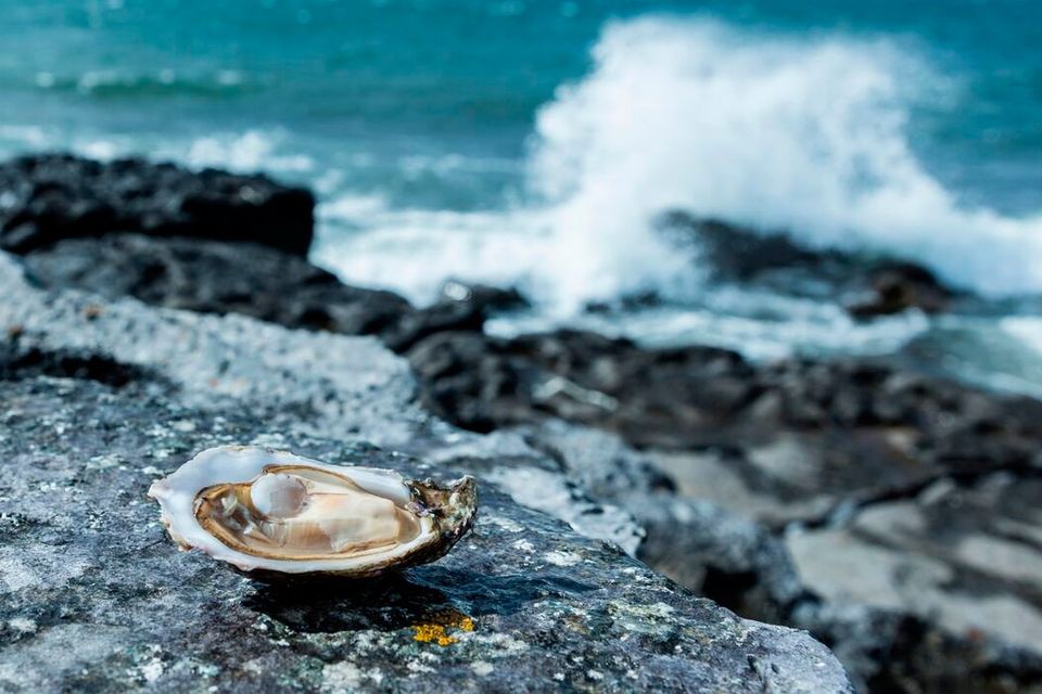 Taste the Atlantic is a new seafood trail on the Wild Atlantic Way