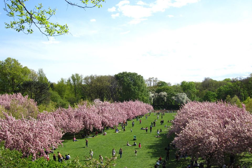 Cherry blossom in Washington DC: Photo: Rebecca Bullene