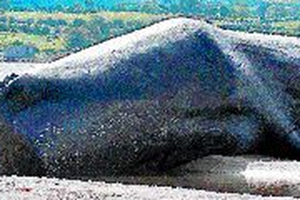 A sperm whale which had been found dead on the coast of Murcia in southern Spain had ingested 29kg of plastic waste. (Stock picture)