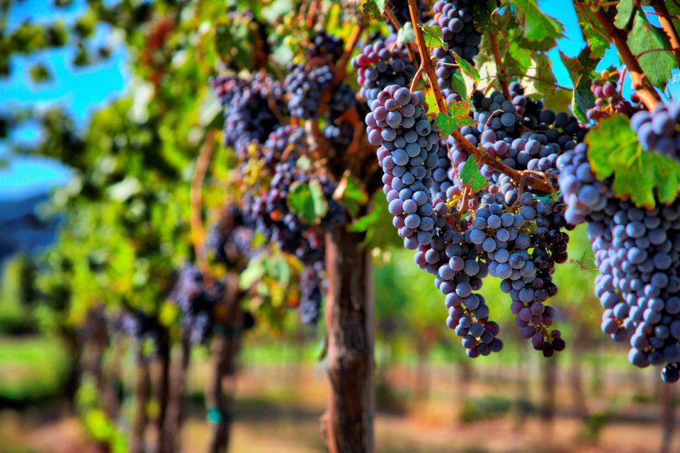Merlot Grapes in a vineyard. Photo: Deposit