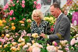 thumbnail: Queen Camilla looks at David Austin roses with with David JC Austin, son of the famous rose breeder, at RHS Chelsea Flower. Photo by Toby Melville/PA Wire