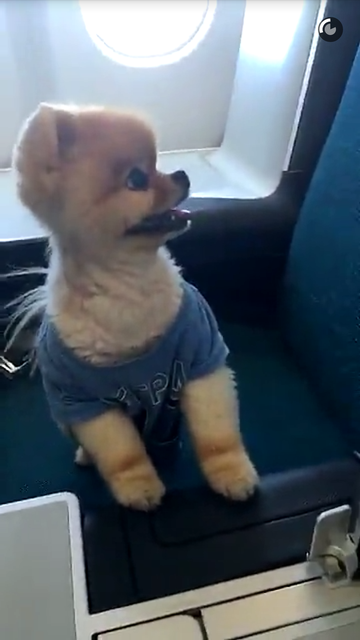 A dog's life: Celebrity pomeranian jets out of Dublin with first