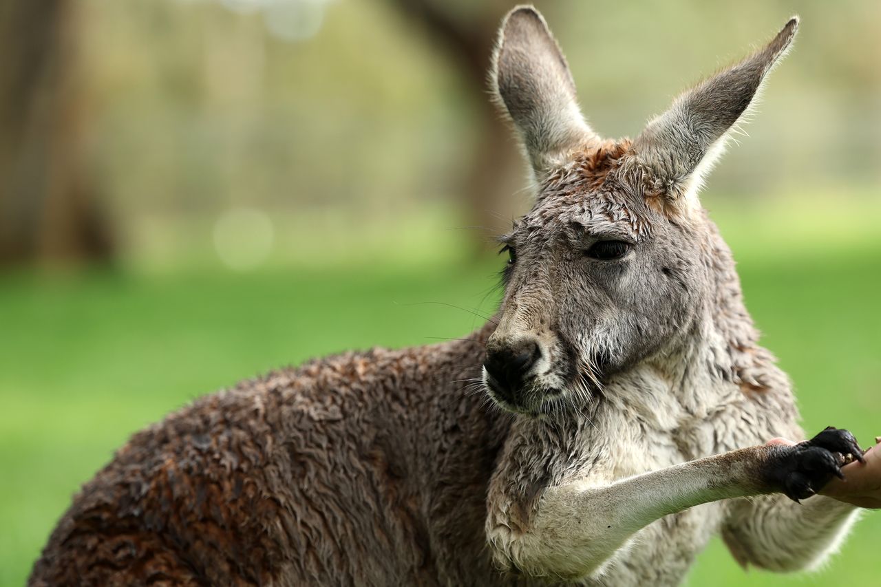 Escaped Kangaroo Captured After Punching Canadian Police Officer In The