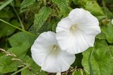 thumbnail: Bindweed is one of the most stubborn and invasive plants