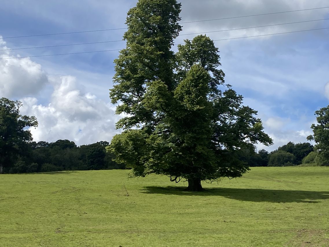 Victorian house in East Clare with 74ac of land is guided at €1m ...