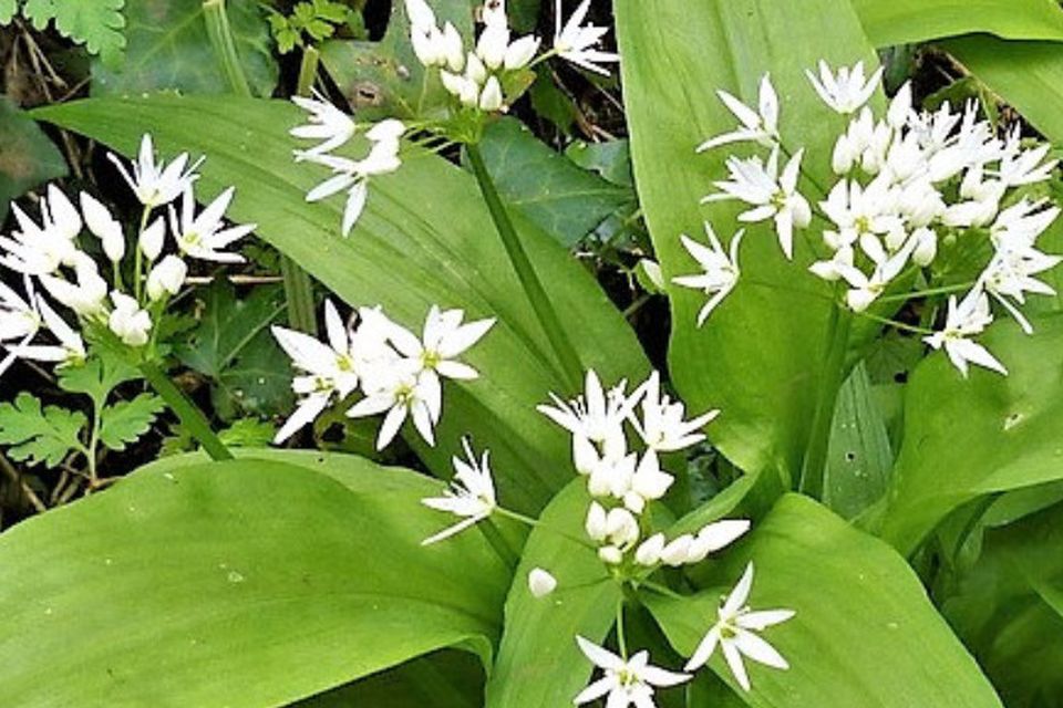 Ramsons is a wild garlic that carpets damp woodlands at this time of year.
