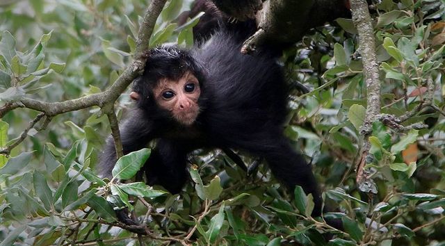 Critically endangered Columbian black spider monkey born at Fota