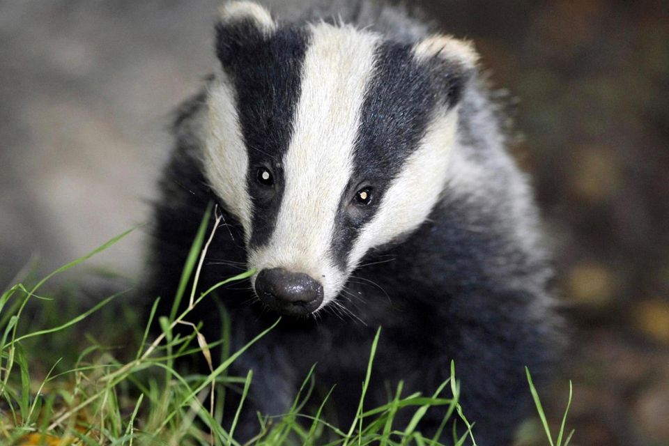 Focused culls removed 30pc of the local badger population