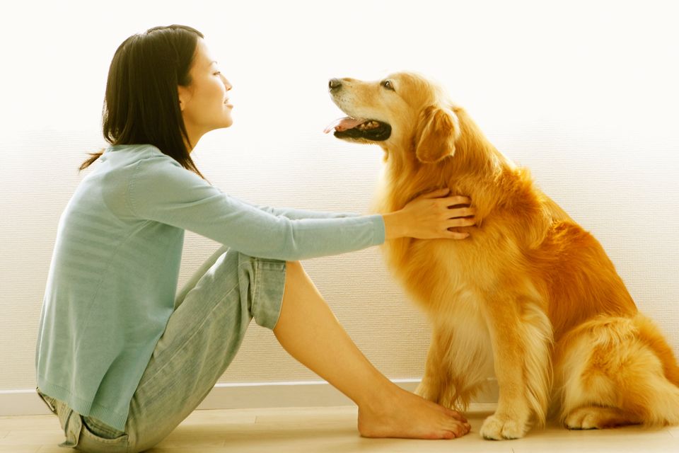 Dog and human brains sync up when looking into one another’s eyes, study shows