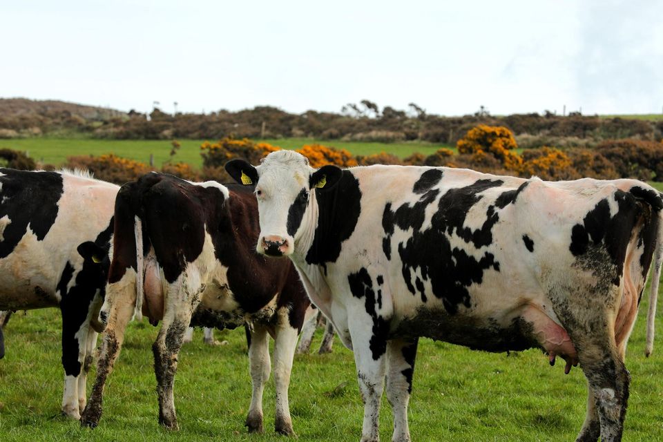 Reducing the number of cows on smaller farms could make them unviable. Photo: Gerry Mooney
