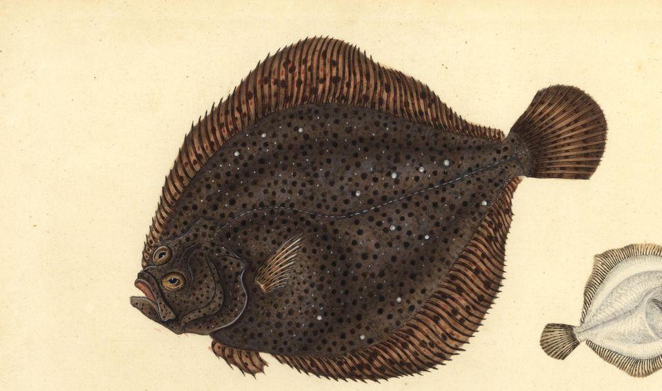 Micro flatfish