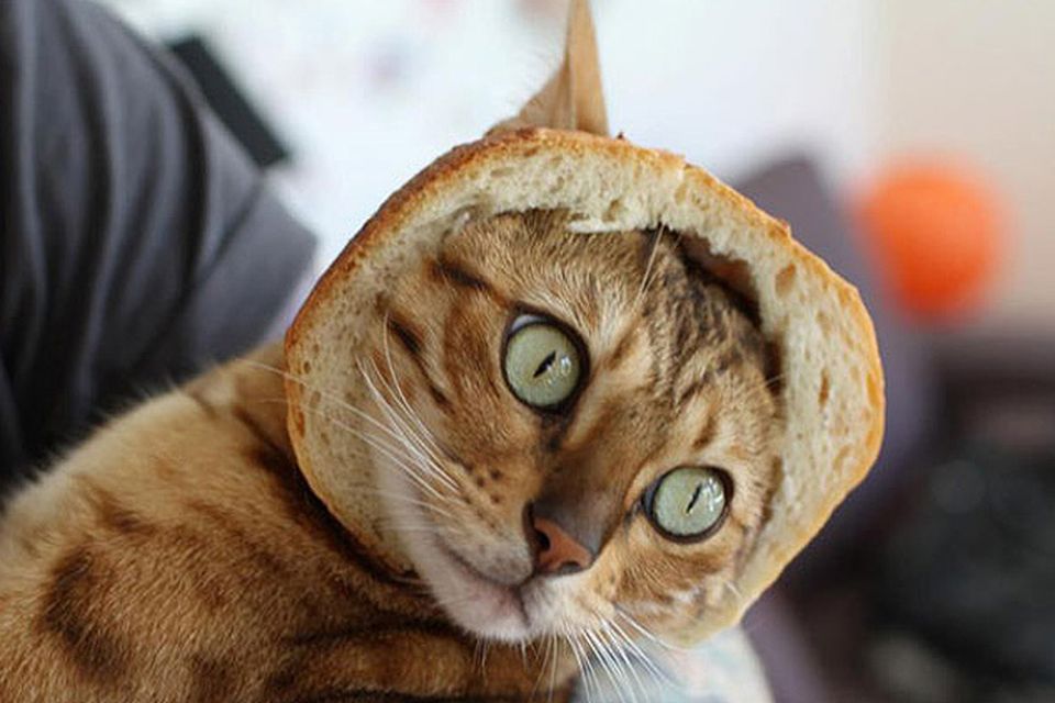 Cats with bread on their head sale