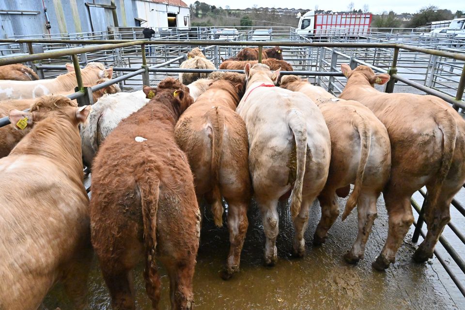 ‘The story in the marts last week was of bigger numbers and of generally stronger prices as the better weather encouraged far more sellers to take the plunge’. Photo: Roger Jones