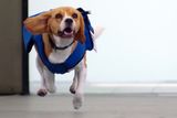 thumbnail: Sherlock, KLM's sniffer dog