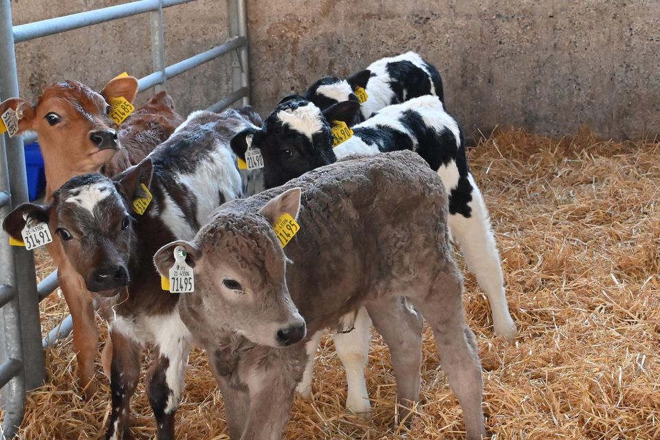 Concern: ‘How would each Irish dairy farm cope if the live export of calves was unexpectedly stopped just before the spring-calving season kicked off?’. Photo: Roger Jones