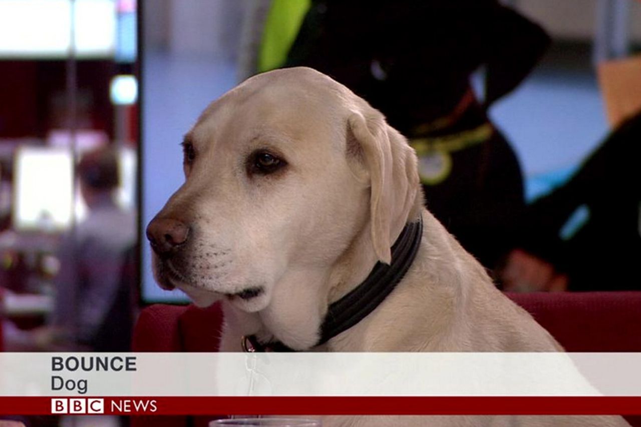 Bounce on bbc