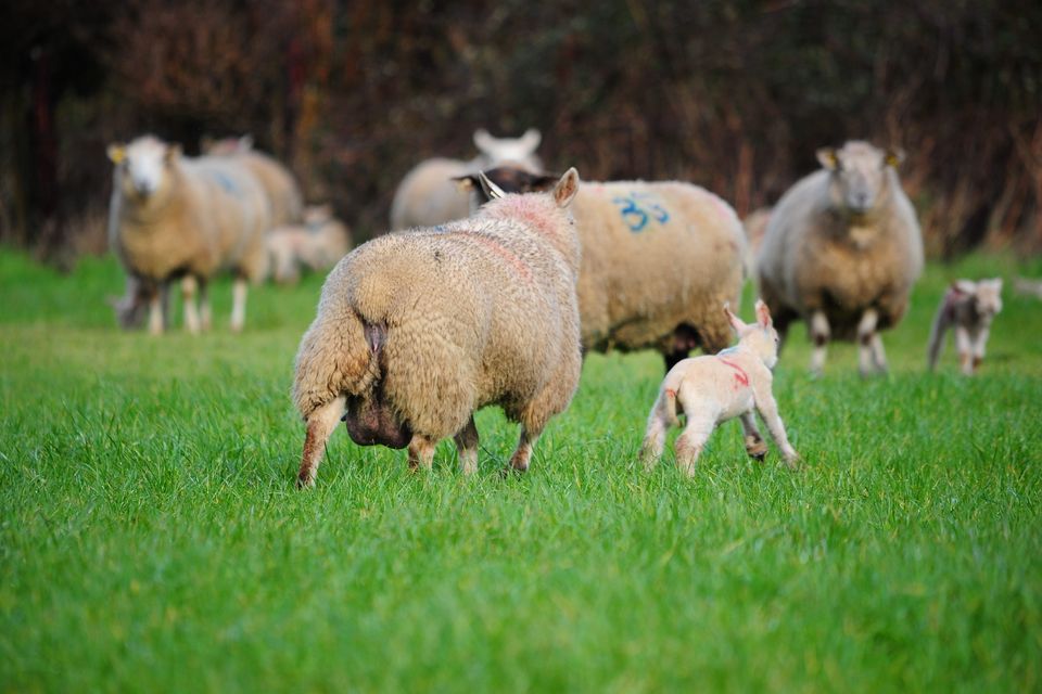 The total number of sheep recorded overall surpassed two million in NI. Stock photo