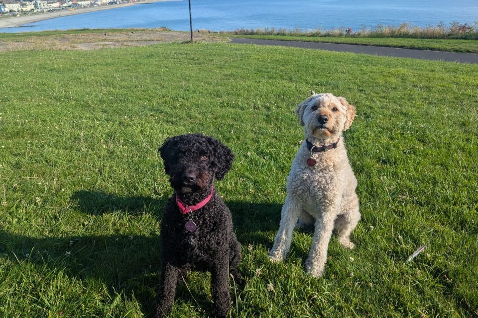 Maisy and Sailor (right). Maisy and Sailor (right).