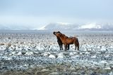 thumbnail: Two Icelandic horses in snowy winter landscape. Photo: Deposit