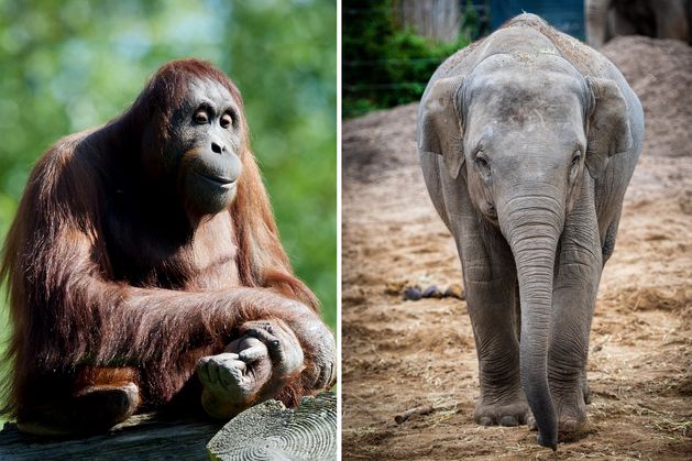 Dublin Zoo ‘awaiting post-mortem reports’, following the deaths of two animals