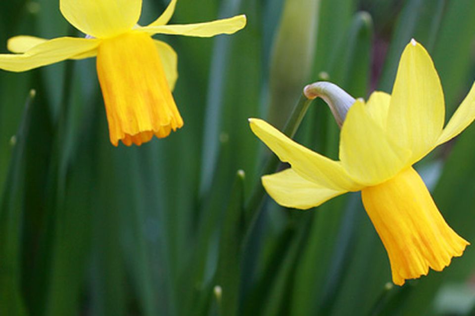 "I once planted up to 500 daffodils, only to be bitterly disappointed when not a single one flowered."