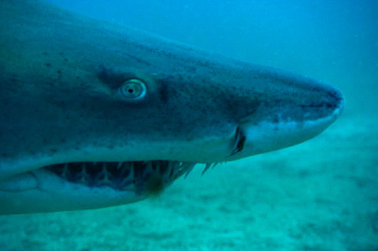 Valuation Report: Bahamas Tiger Sharks
