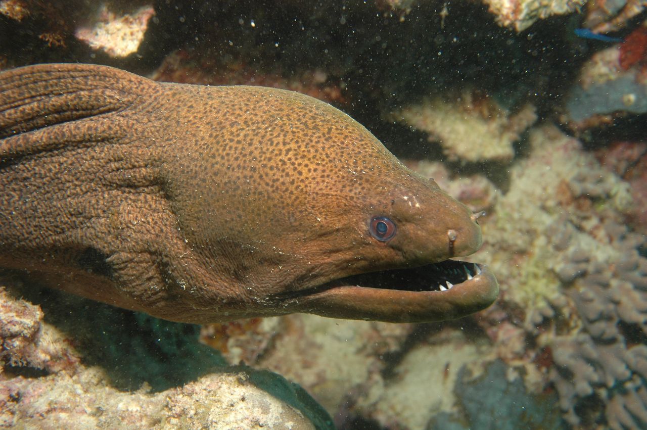 Second Sighting Of Deadly Moray Eel In Irish Waters Is 'alarming 