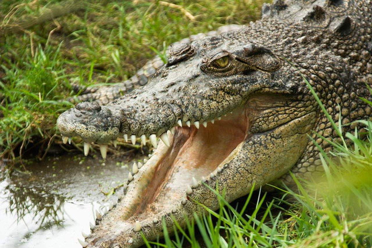 Australian Man Survives Crocodile Attack By Biting The Reptile On Its Eyelid