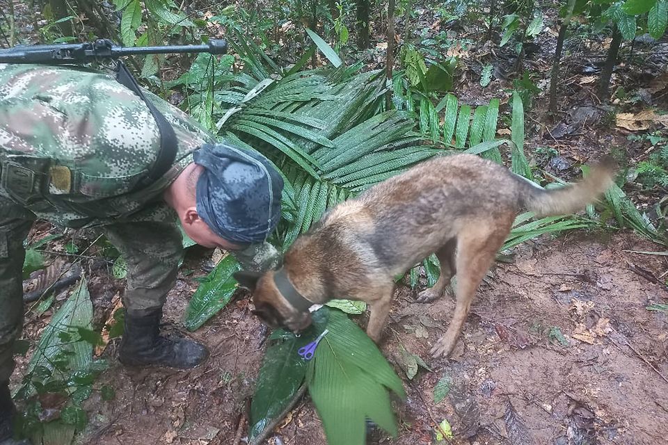 A soldier and a dog take part in a search operation for child survivors from a Cessna 206 plane that had crashed in the jungle more than two weeks ago, in Caqueta, Colombia. Photo: Colombian Air Force/via Reuters