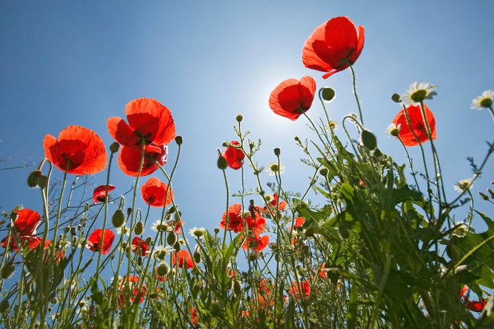 Diarmuid Gavin: Soak up the brief but captivating poppy season