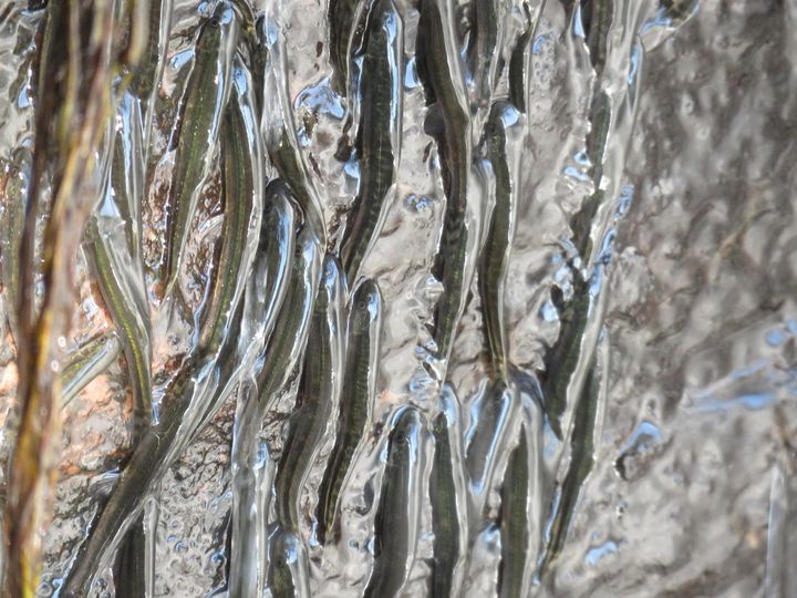 These tiny fish can climb up a 15metre-tall waterfall in 10 hours