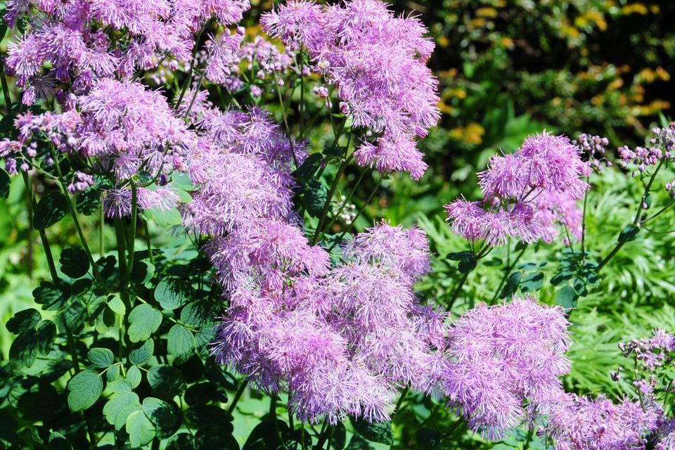 Meadow rue is an excellent addition to the garden